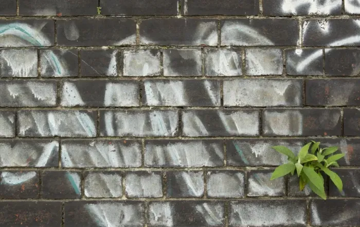 Framed Print : Buddleia (Buddleia davidii) garden escapee, growing in crevice of graffiti covered wall in city centre, Sheffield Framed Print : Buddleia (Buddleia davidii) garden escapee, growing in crevice of graffiti covered wall in city centre, Sheffield