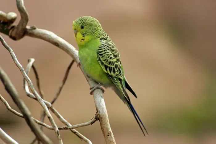 Framed Print : Budgerigar (Melopsittacus undulatus) adult, perched on twig (captive) Framed Print : Budgerigar (Melopsittacus undulatus) adult, perched on twig (captive)