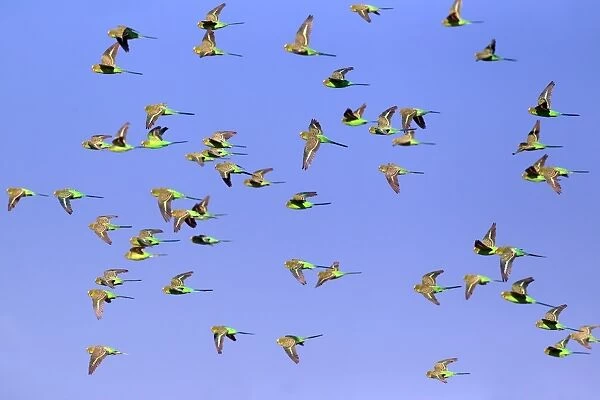 Budgerigar (Melopsittacus undulatus) flock, in flight, Sturt N. P. New South Wales, Australia