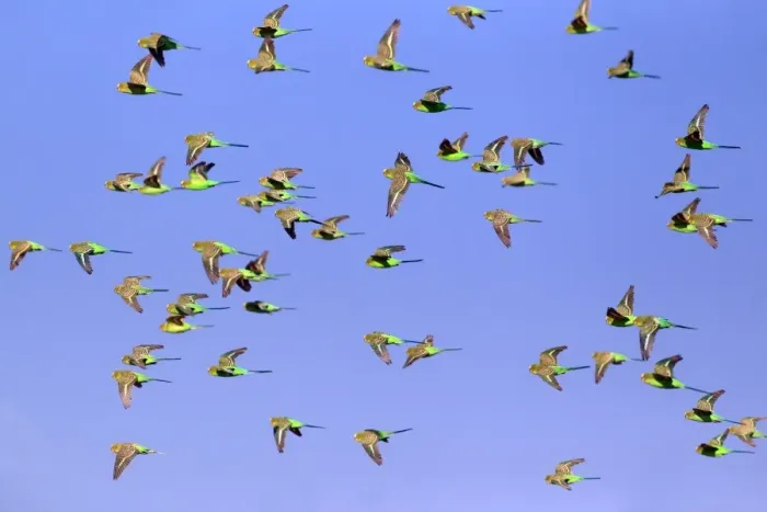 Framed Print : Budgerigar (Melopsittacus undulatus) flock, in flight, Sturt N. P. New South Wales, Australia Framed Print : Budgerigar (Melopsittacus undulatus) flock, in flight, Sturt N. P. New South Wales, Australia