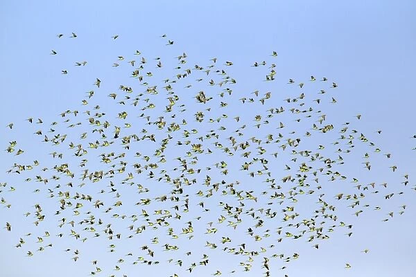 Budgerigar (Melopsittacus undulatus) flock, in flight, Sturt N. P. New South Wales, Australia