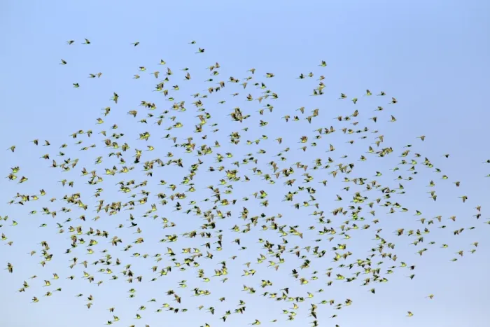 Framed Print : Budgerigar (Melopsittacus undulatus) flock, in flight, Sturt N. P. New South Wales, Australia