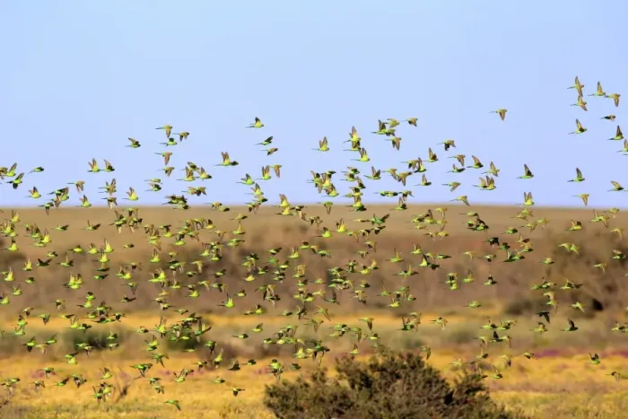 Framed Print : Budgerigar (Melopsittacus undulatus) flock, in flight, Sturt N. P. New South Wales, Australia Framed Print : Budgerigar (Melopsittacus undulatus) flock, in flight, Sturt N. P. New South Wales, Australia
