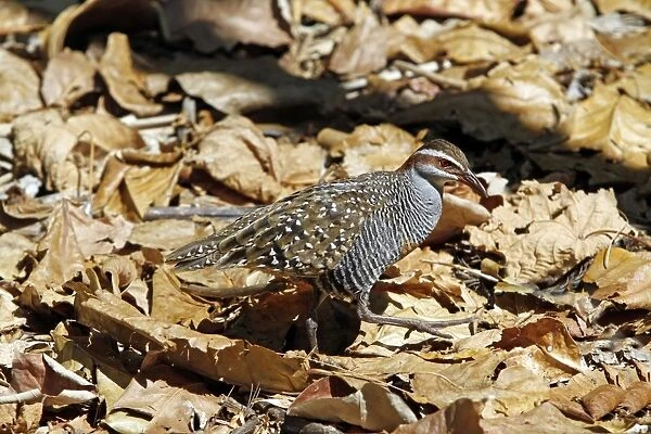 Buff-banded Rail (Gallirallus philippensis) adult, foraging amongst leaf litter, Green Island, Great Barrier Reef