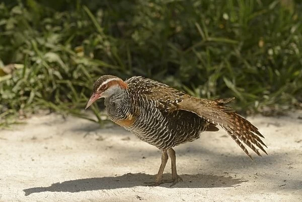 Buff-banded Rail (Gallirallus philippensis) adult, stretching wing, standing on sand, Queensland, Australia, November