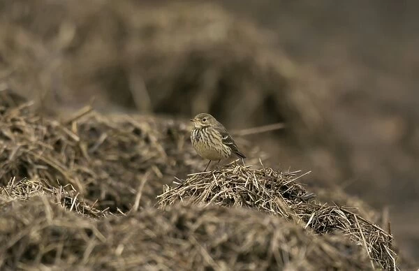 Buff-bellied Pipit (Anthus rubescens rubescens) American Pipit nominate subspecies, adult, non-breeding plumage