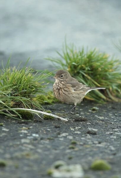 Buff-bellied Pipit (Anthus rubescens rubescens) American Pipit nominate subspecies, vagrant, Queen Mother II Reservoir