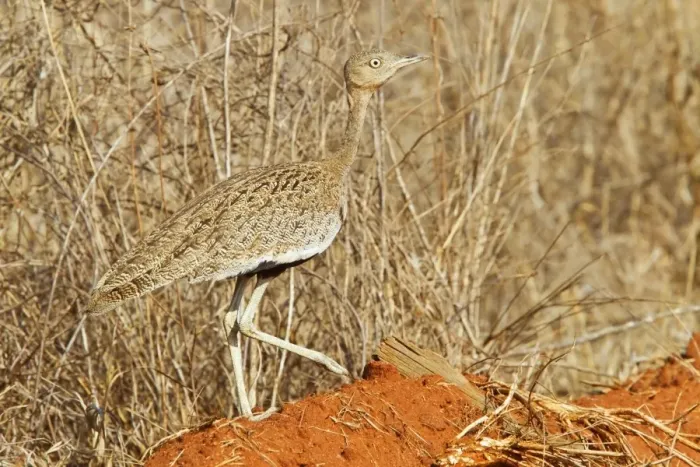 Framed Print : Buff-crested Bustard (Lophotis gindiana) adult male, walking in dry bush, Kenya, October Framed Print : Buff-crested Bustard (Lophotis gindiana) adult male, walking in dry bush, Kenya, October