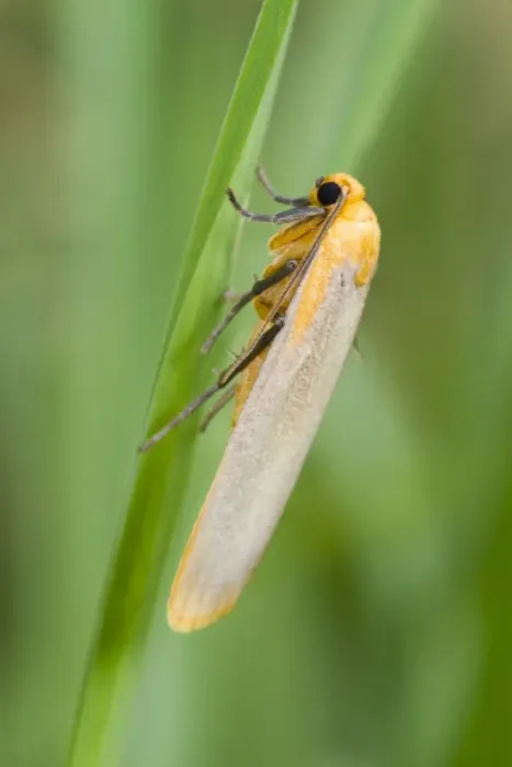 Framed Print : Buff Footman (Katha depressa) adult, resting on grass, Powys, Wales, July Framed Print : Buff Footman (Katha depressa) adult, resting on grass, Powys, Wales, July