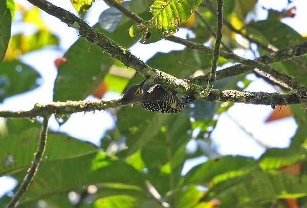 Buff-rumped Woodpecker (Meiglyptes tristis grammithorax) adult female, clinging under branch, Kerinci Seblat N. P
