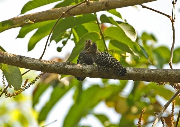 Buff-rumped Woodpecker (Meiglyptes tristis grammithorax) adult pair, clinging to branch, Kaeng Krachan N. P