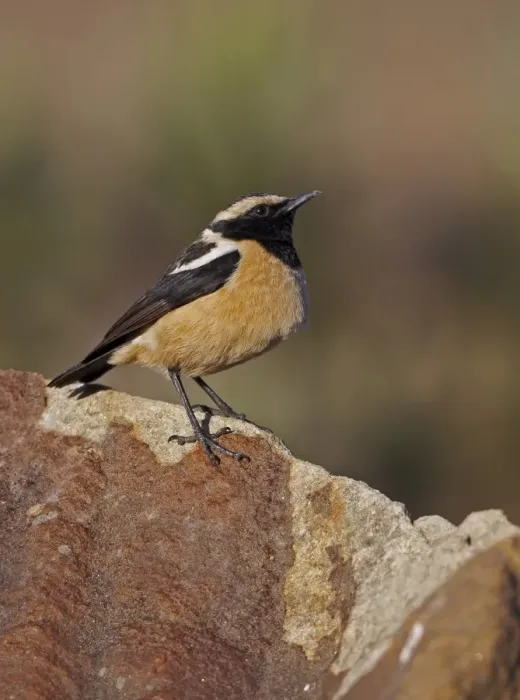 Framed Print : Buff-streaked Chat (Oenanthe bifasciata) adult male, standing on rock, Sani Pass, Drakensberg Mountains Framed Print : Buff-streaked Chat (Oenanthe bifasciata) adult male, standing on rock, Sani Pass, Drakensberg Mountains