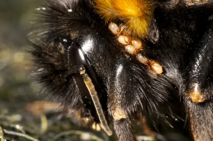 Framed Print : Buff-tailed Bumblebee (Bombus terrestris) adult, close-up of head, with infestation of mites, in garden, Sowerby