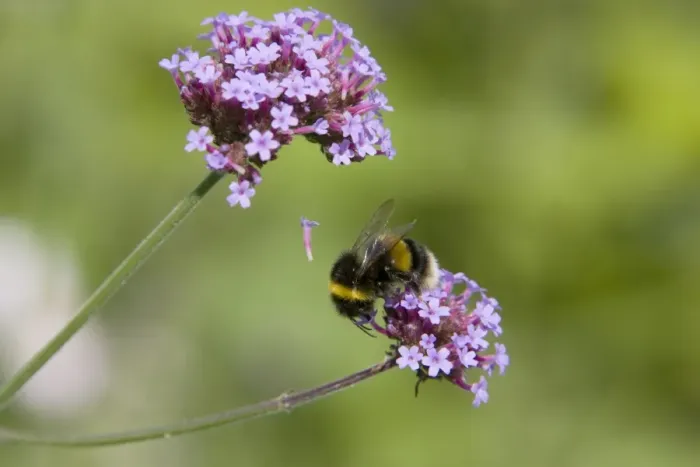 Framed Print : Buff-tailed Bumblebee (Bombus terrestris) adult, feeding on Purpletop Vervain (Verbena bonariensis) flowers, Essex, England, august Framed Print : Buff-tailed Bumblebee (Bombus terrestris) adult, feeding on Purpletop Vervain (Verbena bonariensis) flowers, Essex, England, august