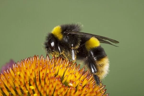 Buff-tailed Bumblebee (Bombus terrestris) adult, feeding on echinacea flower, Essex, England, august