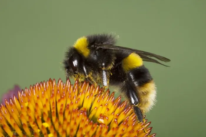 Framed Print : Buff-tailed Bumblebee (Bombus terrestris) adult, feeding on echinacea flower, Essex, England, august