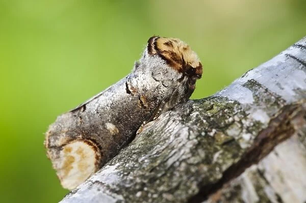 Buff-tip (Phalera bucephala) adult, resting on birch branch, emulating broken twig