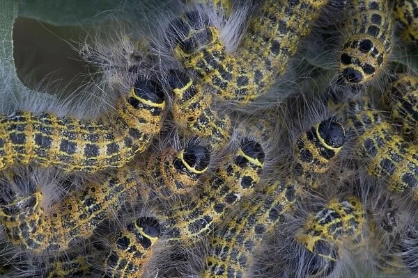 Buff-tip (Phalera bucephala) caterpillars, group feeding on oak leaves, Bentley, Suffolk, England, july