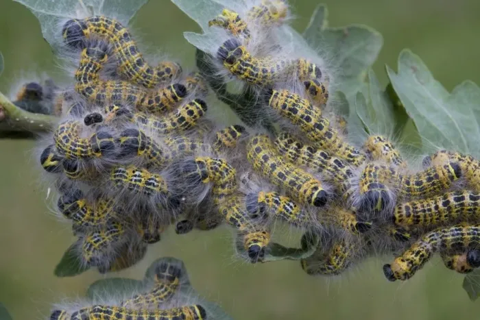 Framed Print : Buff-tip (Phalera bucephala) caterpillars, group feeding on oak leaves, Bentley, Suffolk, England, july Framed Print : Buff-tip (Phalera bucephala) caterpillars, group feeding on oak leaves, Bentley, Suffolk, England, july