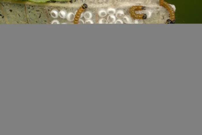 Framed Print : Buff-tip (Phalera bucephala) newly hatched caterpillars, group feeding on egg cases, Gorseinon, West Glamorgan Framed Print : Buff-tip (Phalera bucephala) newly hatched caterpillars, group feeding on egg cases, Gorseinon, West Glamorgan
