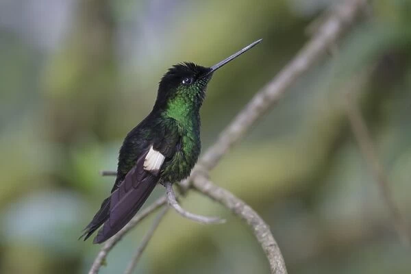 Buff-winged Starfrontlet (Coeligena lutetiae) adult male, perched on twig, Antisana, Andes, Napo Province, Ecuador