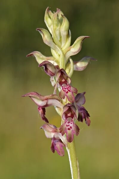 Bug Orchid (Anacamptis coriophora) close-up of flowerspike, Italy, may