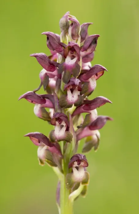 Framed Print : Bug Orchid (Anacamptis coriophora) close-up of flowerspike, growing in grassland, Transylvania, Romania, June Framed Print : Bug Orchid (Anacamptis coriophora) close-up of flowerspike, growing in grassland, Transylvania, Romania, June