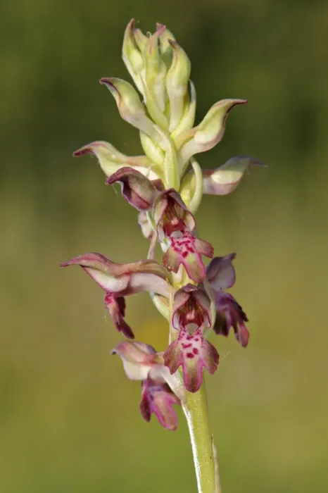 Framed Print : Bug Orchid (Anacamptis coriophora) close-up of flowerspike, Italy, may