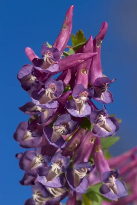 Framed Print : Bulbous Corydalis (Corydalis bulbosa) close-up of flowers, Ariege Pyrenees, Midi-Pyrenees, France, May Framed Print : Bulbous Corydalis (Corydalis bulbosa) close-up of flowers, Ariege Pyrenees, Midi-Pyrenees, France, May