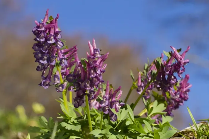 Framed Print : Bulbous Corydalis (Corydalis bulbosa) flowering, Ariege Pyrenees, Midi-Pyrenees, France, May