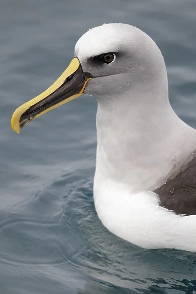 Bullers Albatross (Thalassarche bulleri) adult, close-up of head and breast, swimming on sea surface, off New Zealand