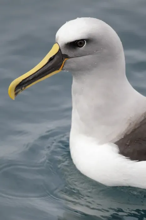 Framed Print : Bullers Albatross (Thalassarche bulleri) adult, close-up of head and breast, swimming on sea surface, off New Zealand Framed Print : Bullers Albatross (Thalassarche bulleri) adult, close-up of head and breast, swimming on sea surface, off New Zealand