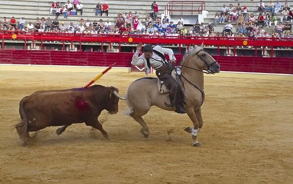 Bullfighting, Banderillero with banderillas, fighting bull from horseback in bullring, Corrida de rejones, Medina del Campo, Valladolid, Castile-Leon, Northern Spain, september