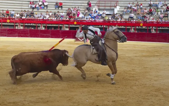 Framed Print : Bullfighting, Banderillero with banderillas, fighting bull from horseback in bullring, Corrida de rejones, Medina del Campo, Valladolid, Castile-Leon, Northern Spain, september