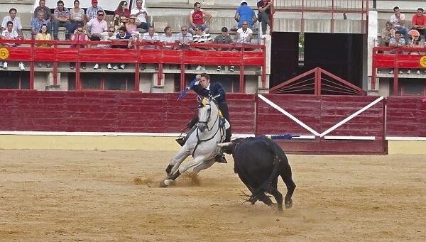 Bullfighting, Banderillero with banderillas, fighting bull from horseback in bullring, Corrida de rejones