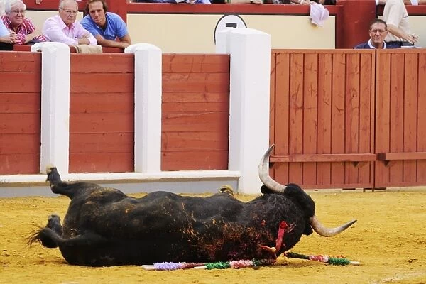 Bullfighting, bull dying after being impaled with sword in bullring, Tercio de muerte stage of bullfight, Spain