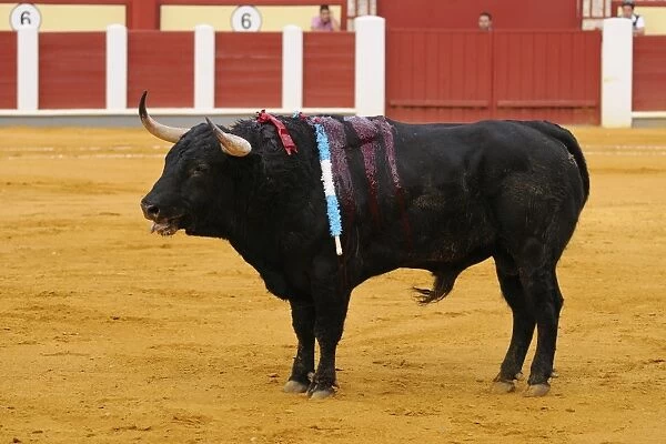 Bullfighting, bull impaled with banderillas in bullring, Tercio de banderillas stage of bullfight, Spain, september