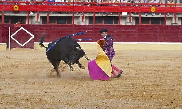Bullfighting, Matador with cape, fighting bull impaled with banderillas in bullring, Medina del Campo, Valladolid, Castile-Leon, Northern Spain, september