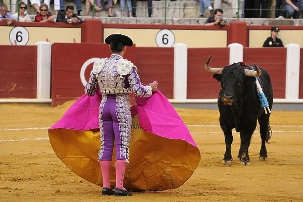 Bullfighting, Matador with cape, fighting bull impaled with banderillas in bullring