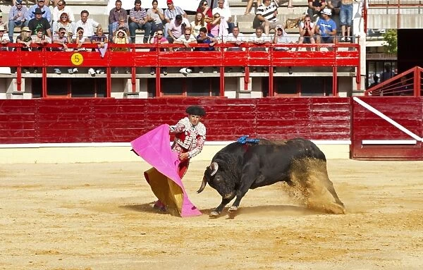 Bullfighting, Matador with cape, fighting bull impaled with banderillas in bullring, Medina del Campo, Valladolid