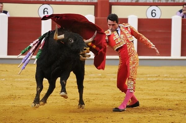 Bullfighting, Matador with muleta, fighting bull impaled with banderillas in bullring, Tercio de muerte stage of bullfight, Spain, september