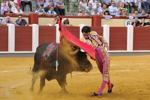 Bullfighting, Matador with muleta, fighting bull impaled with banderillas in bullring