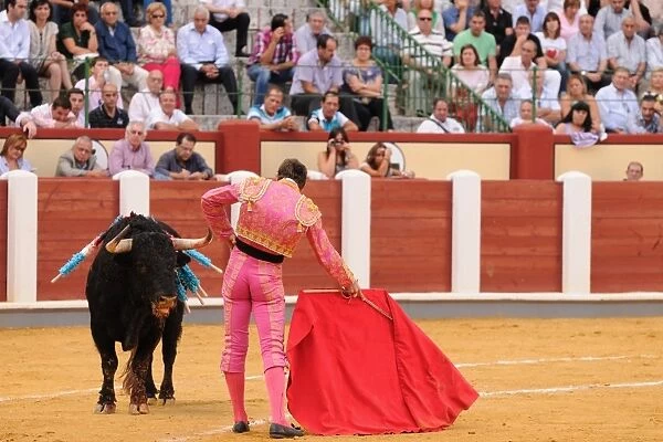Bullfighting, Matador with muleta and sword, fighting bull impaled with banderillas in bullring