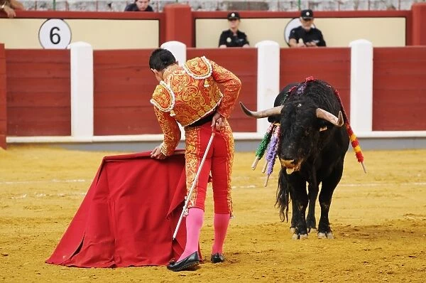 Bullfighting, Matador with muleta and sword, fighting bull impaled with banderillas in bullring