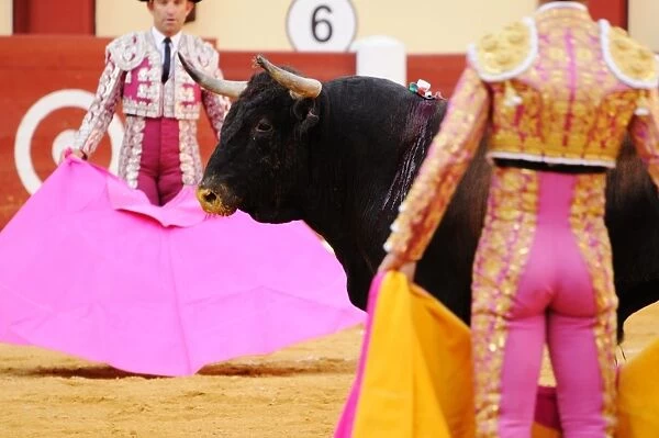 Bullfighting, Matadors with capes, fighting bull in first stage of fight, where bull is tested after entering bullring