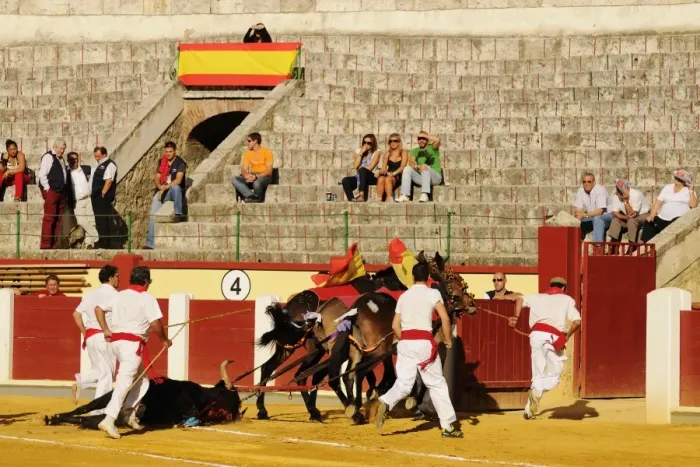 Framed Print : Bullfighting, mules dragging dead bull out of bullring, Spain, september Framed Print : Bullfighting, mules dragging dead bull out of bullring, Spain, september