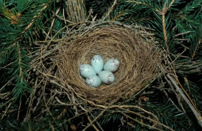 Framed Print : Bullfinch (P. pyrrhula) Nest & five eggs Framed Print : Bullfinch (P. pyrrhula) Nest & five eggs