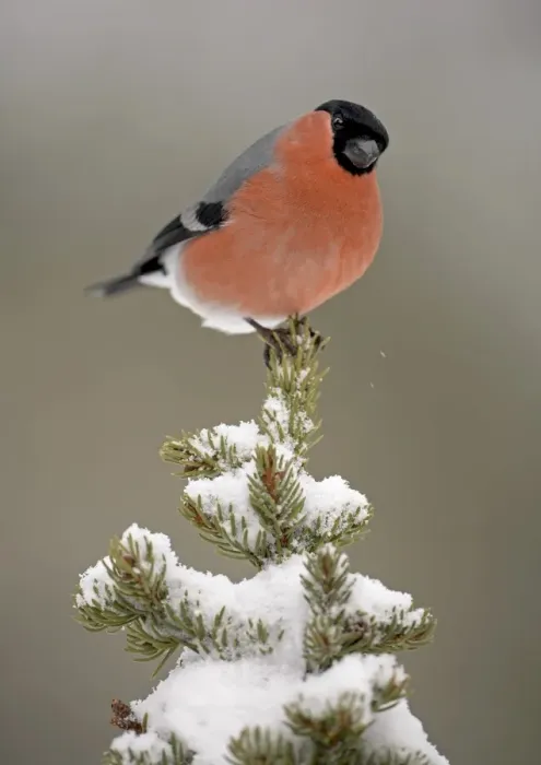 Framed Print : Bullfinch (Pyrrhula pyrrhula) adult male, perched on snow covered conifer, Norway Framed Print : Bullfinch (Pyrrhula pyrrhula) adult male, perched on snow covered conifer, Norway