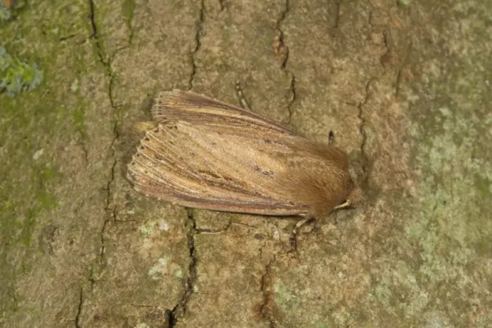 Framed Print : Bulrush Wainscot (Nonagria typhae) adult, resting on bark, Norfolk, England, August