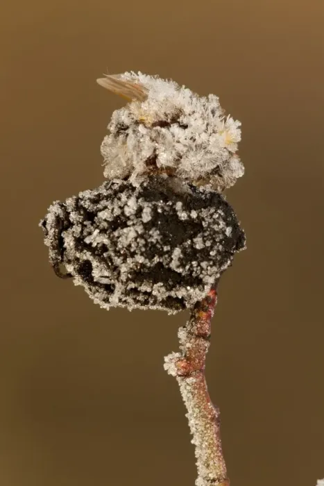 Framed Print : Bumblebee (Apidae sp. ) dead adult, covered with frost ice crystals, frozen on rosehip, Sheffield, South Yorkshire Framed Print : Bumblebee (Apidae sp. ) dead adult, covered with frost ice crystals, frozen on rosehip, Sheffield, South Yorkshire